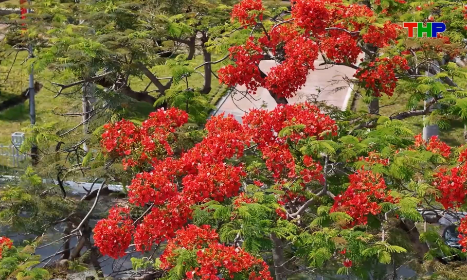 Lung linh sắc hoa phượng